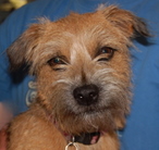 Rosie